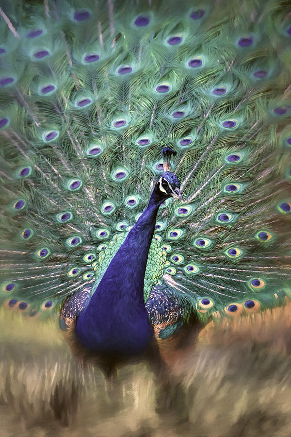 Dreamy Peacock Bird Art By Jai Johnson Photograph by Jai Johnson
