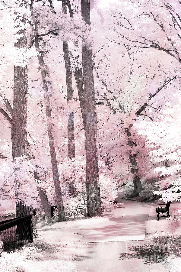 Dreamy Pink and White Infrared Park Woodlands- Infrared Pink Trees Park Bench Landscape Photograph by Kathy Fornal