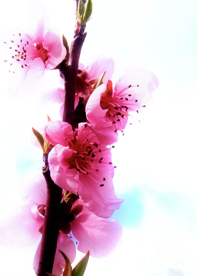 Pink Blossom Photograph by Nina Ficur Feenan