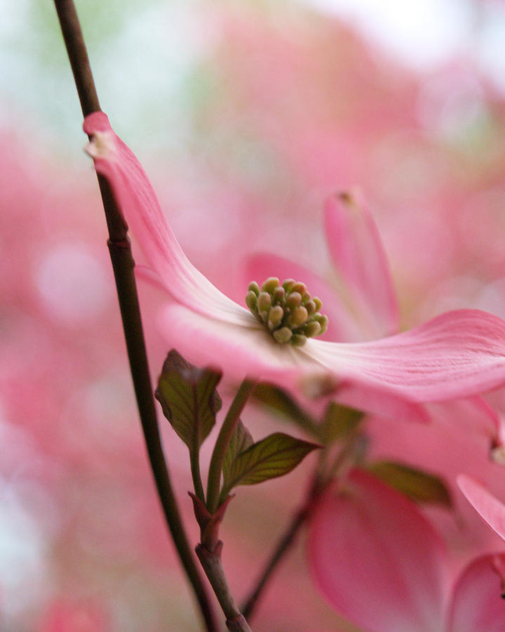 Dreamy Pink Blossoms Photograph by Dorothy Lee