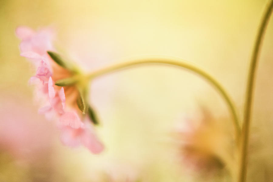 Dreamy Pink Flower Photograph by Bonnie Bruno