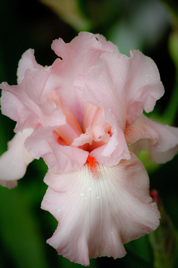 Dreamy Pink Iris Photograph by Teresa Mucha