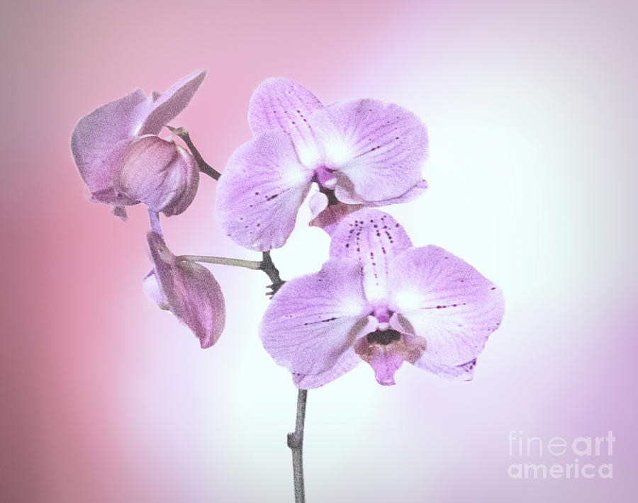 Dreamy Pink Orchid Photograph by Linda Phelps