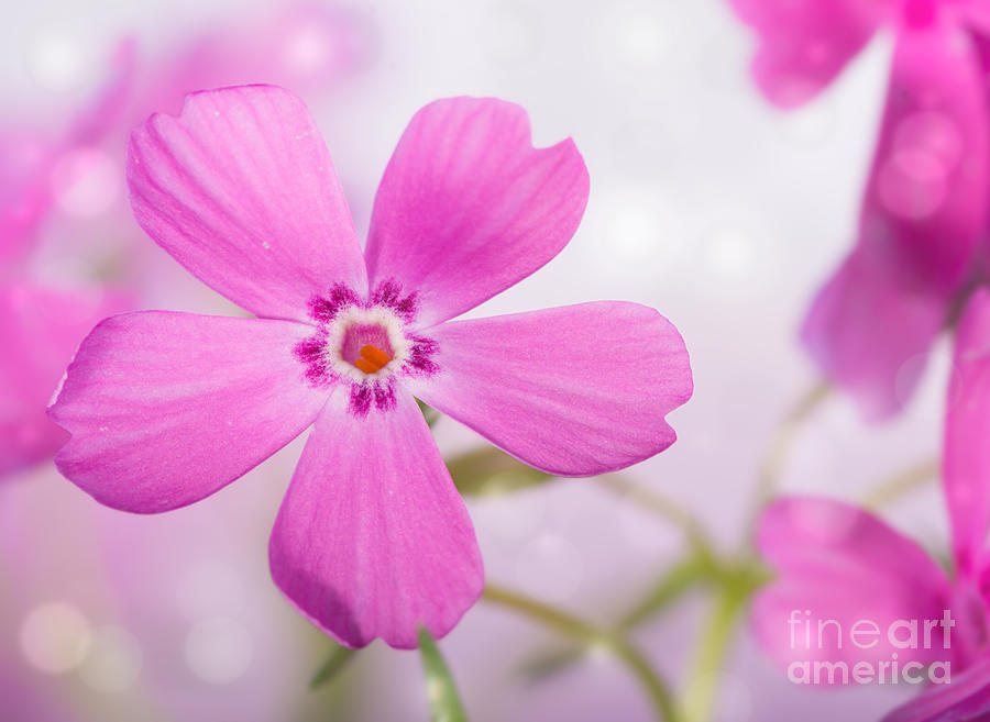 Dreamy Pink Phlox Flower Photograph by Sari ONeal