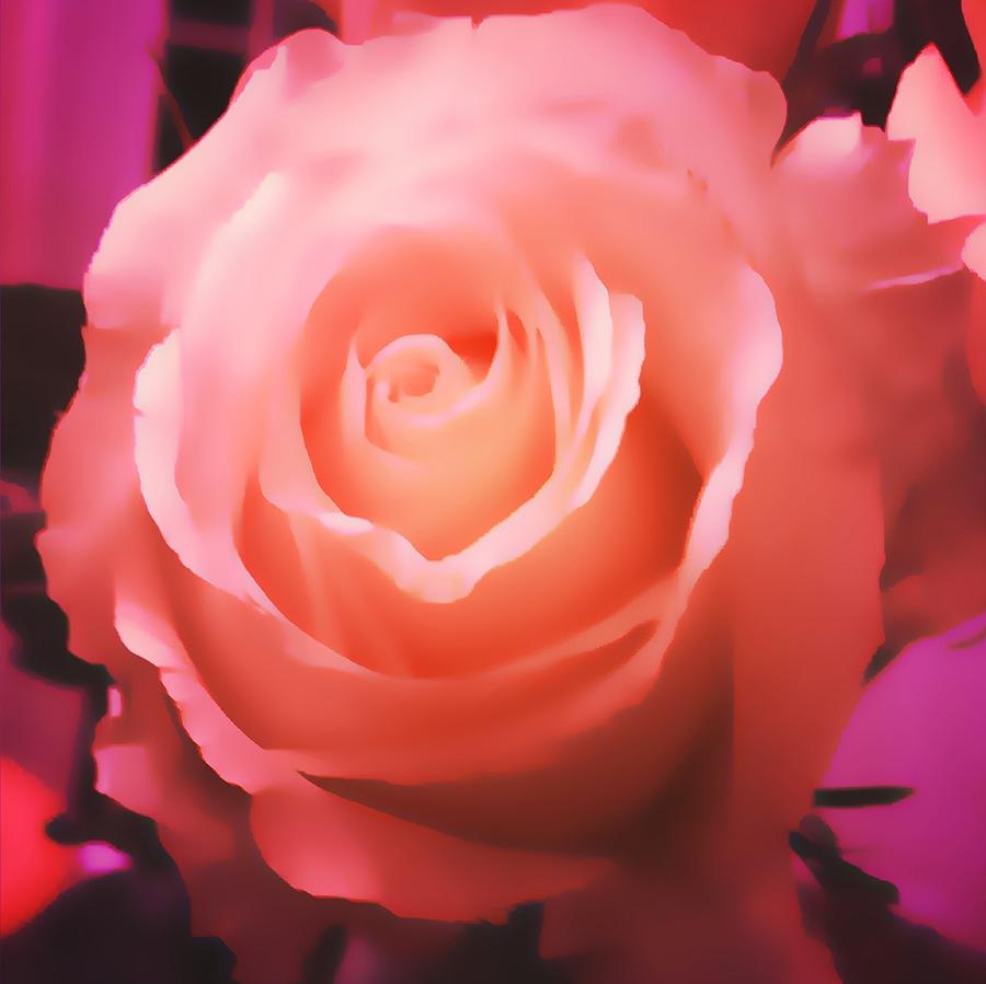 Dreamy Pink Rose Photograph by Femina Photo Art By Maggie