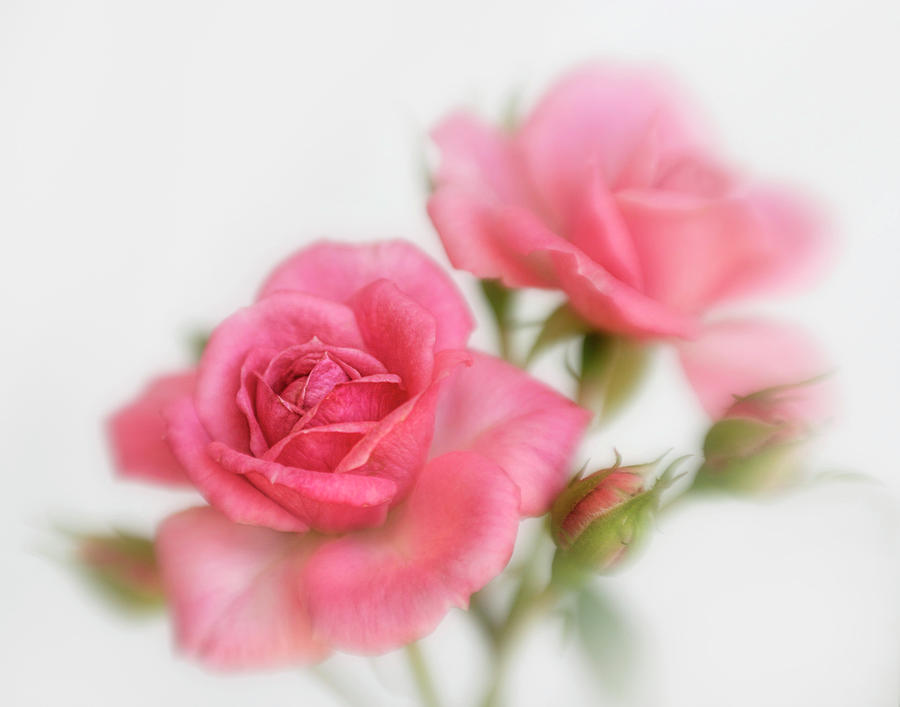 Dreamy Pink Roses Photograph by David and Carol Kelly