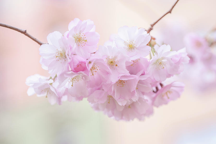 Dreamy Pink. Spring Pastels Photograph by Jenny Rainbow