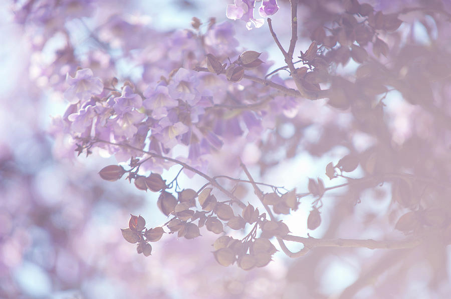 Dreamy Purple. Paulownia Tomentosa Photograph by Jenny Rainbow | Fine ...