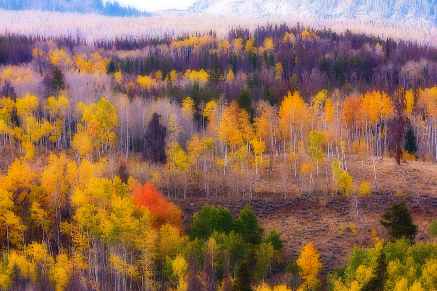Dreamy Rocky Mountain Autumn View Photograph by James BO Insogna