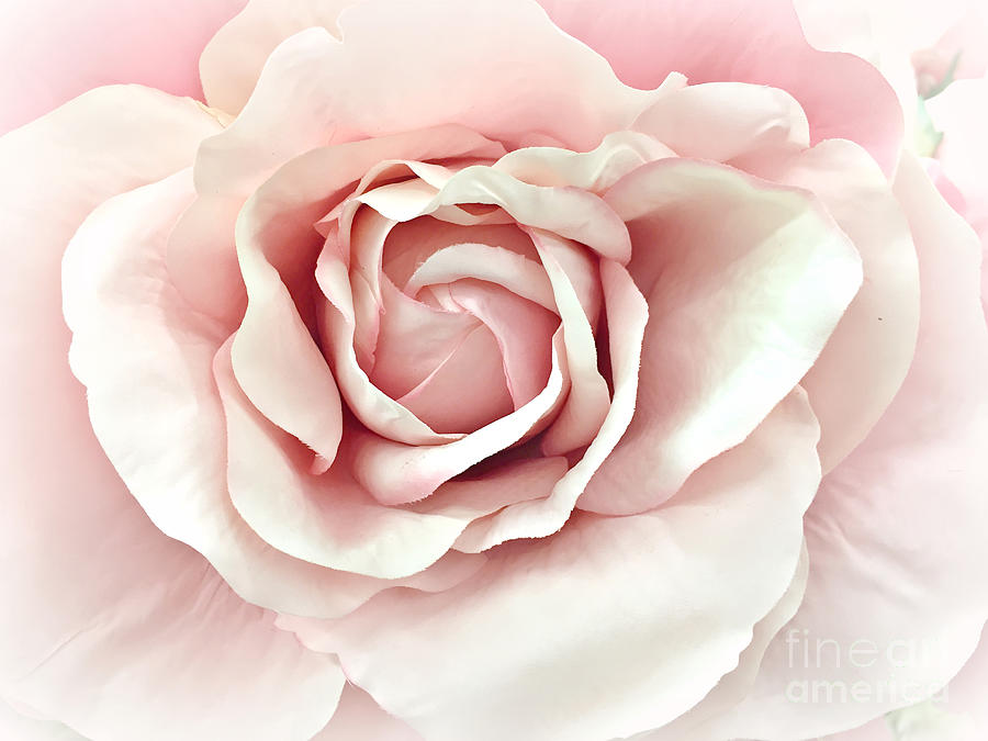 Blush Pink Rose - Romantic Pastel Pink Shabby Chic Rose Closeup - Watercolor Roses  Photograph by Kathy Fornal