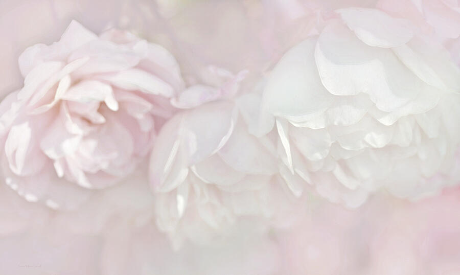Dreamy Rose Flowers in Pink White Pastels Photograph by Jennie Marie Schell