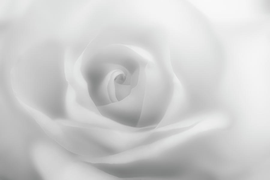 Dreamy rose in monochrome Photograph by Vishwanath Bhat