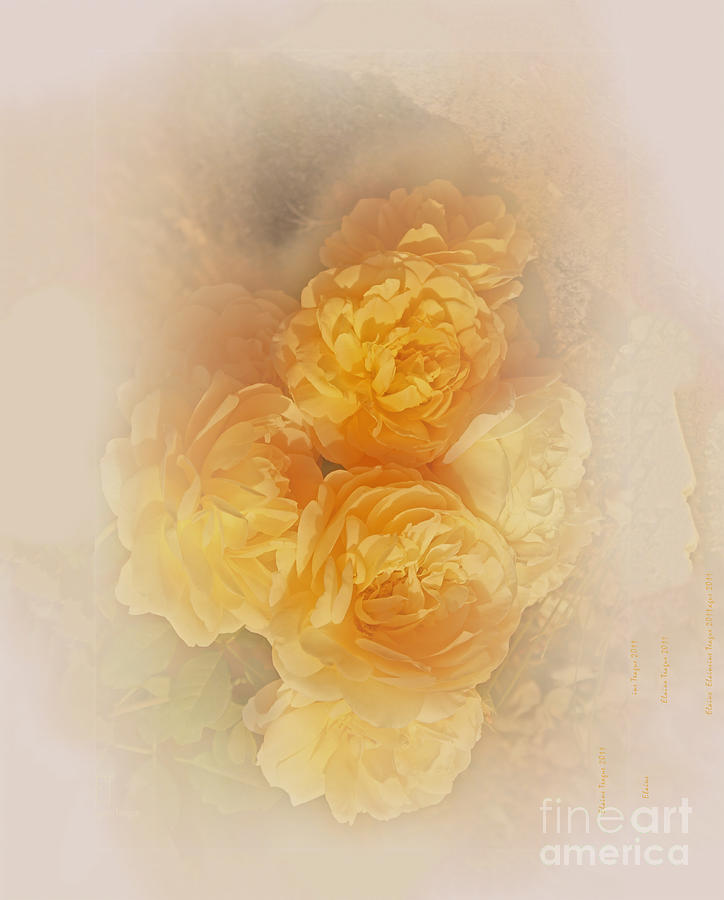 Dreamy Roses Photograph by Elaine Teague