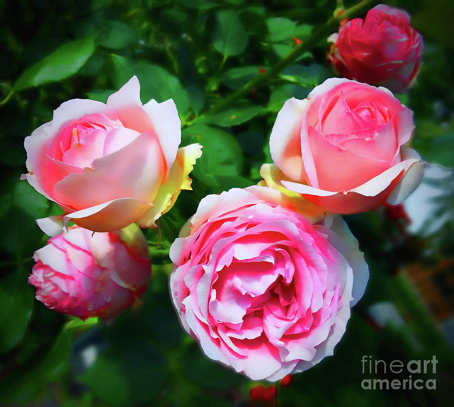 Dreamy Roses Photograph by Jasna Dragun