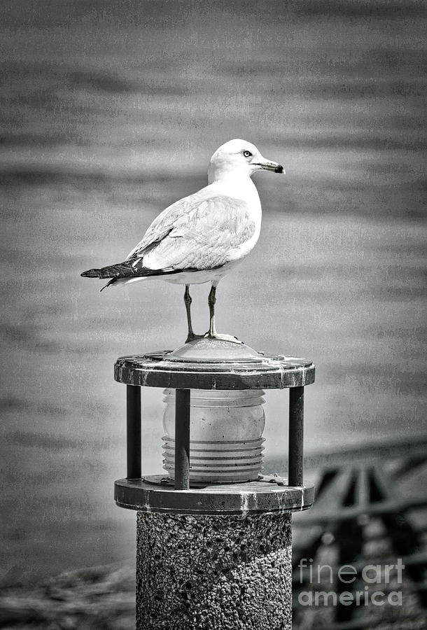 Dreamy Seagull Black and White Photograph by Carol Groenen