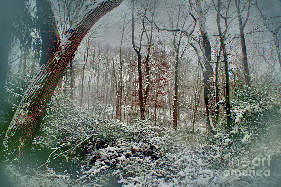 Dreamy Snow Photograph by Sandy Moulder