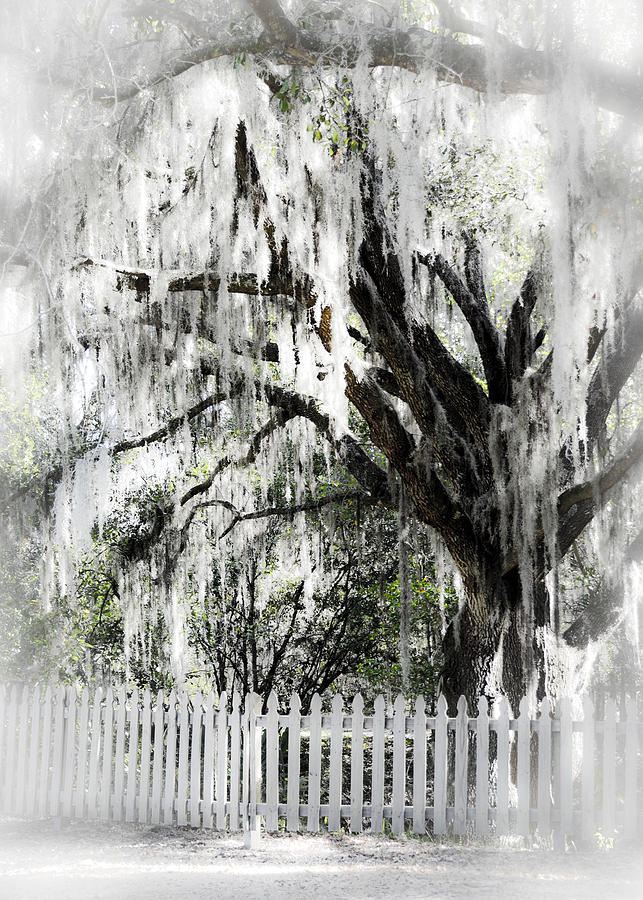 Dreamy Southern Oak Tree Photograph by Carolyn Marshall