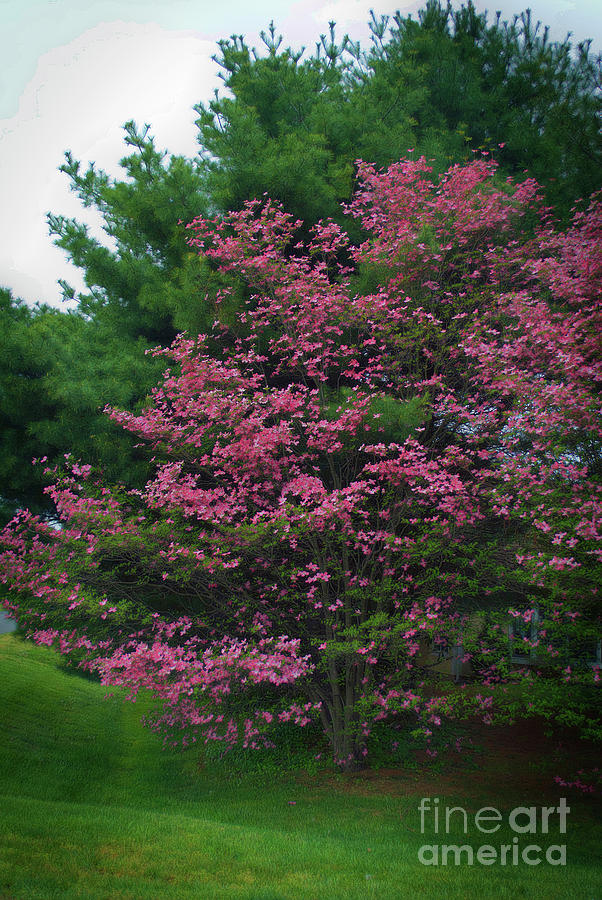 Dreamy Spring Dogwood Photograph by Skip Willits