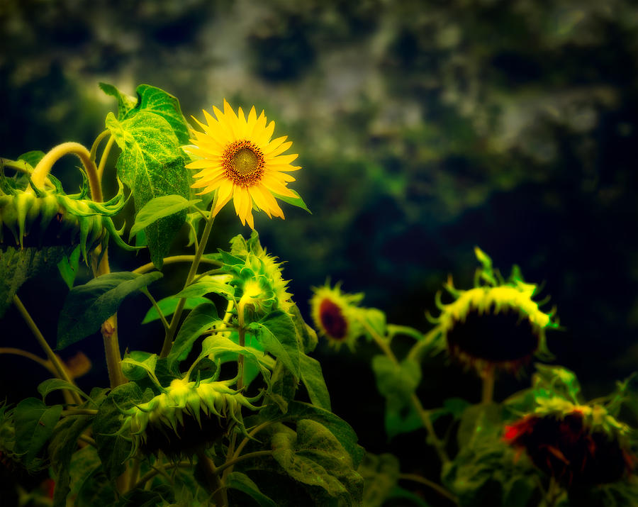 Dreamy Sunflower Blossom Photograph by Peter V Quenter