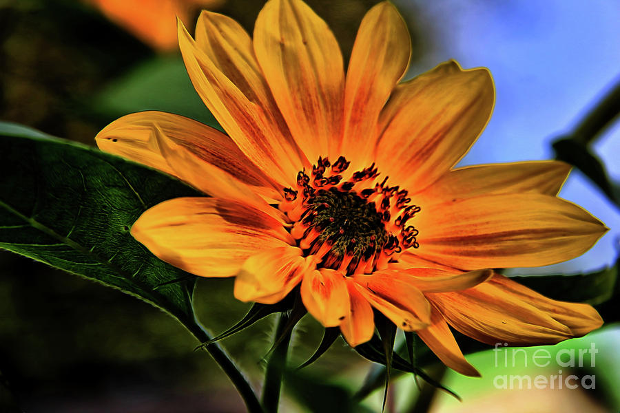 Dreamy Sunflower Photograph by Mariola Bitner