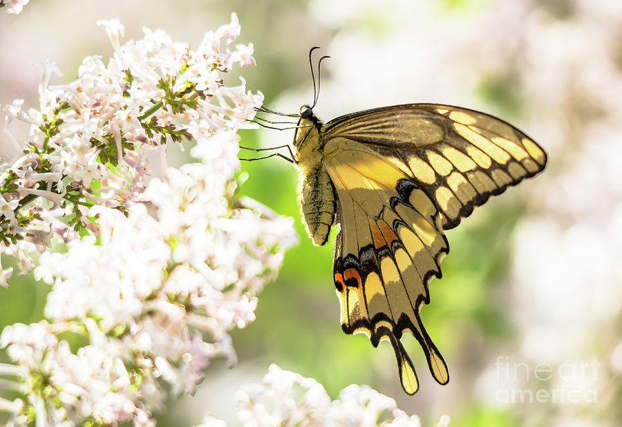 Dreamy Swallowtail Butterfly Photograph by Cheryl Baxter