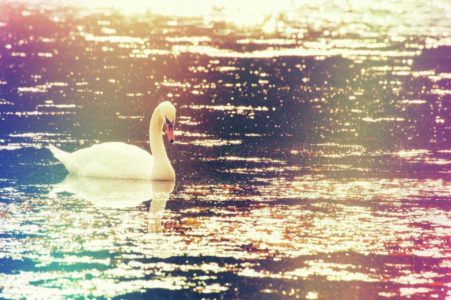 Dreamy Swan Photograph by Karol Livote