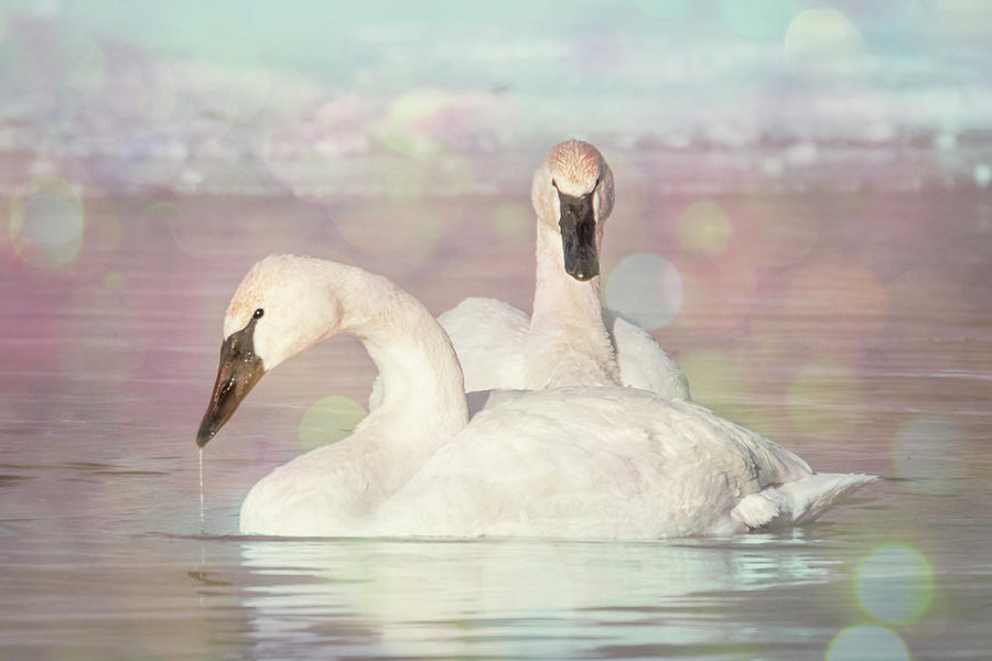 Dreamy Swans #1 Photograph by Patti Deters