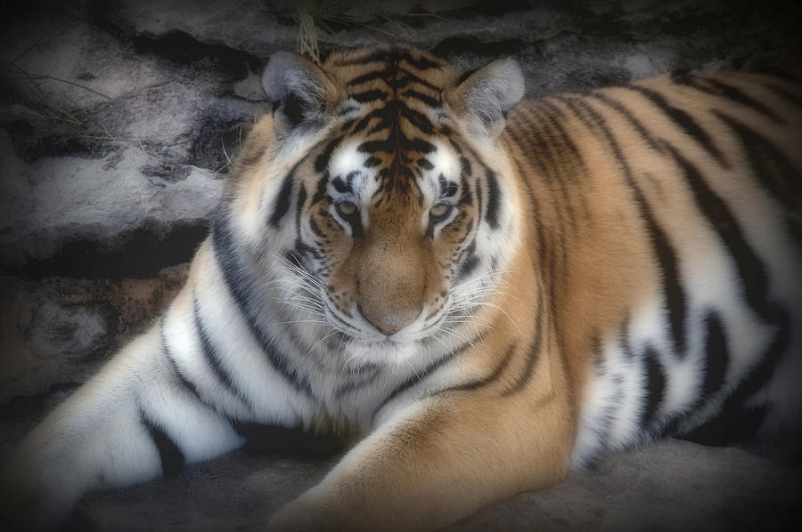 Dreamy Tiger Digital Art by Sandy Keeton