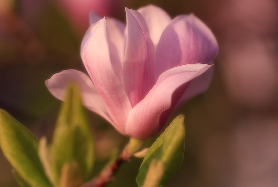 Dreamy Tulip Magnolia Photograph by Rachel Cohen