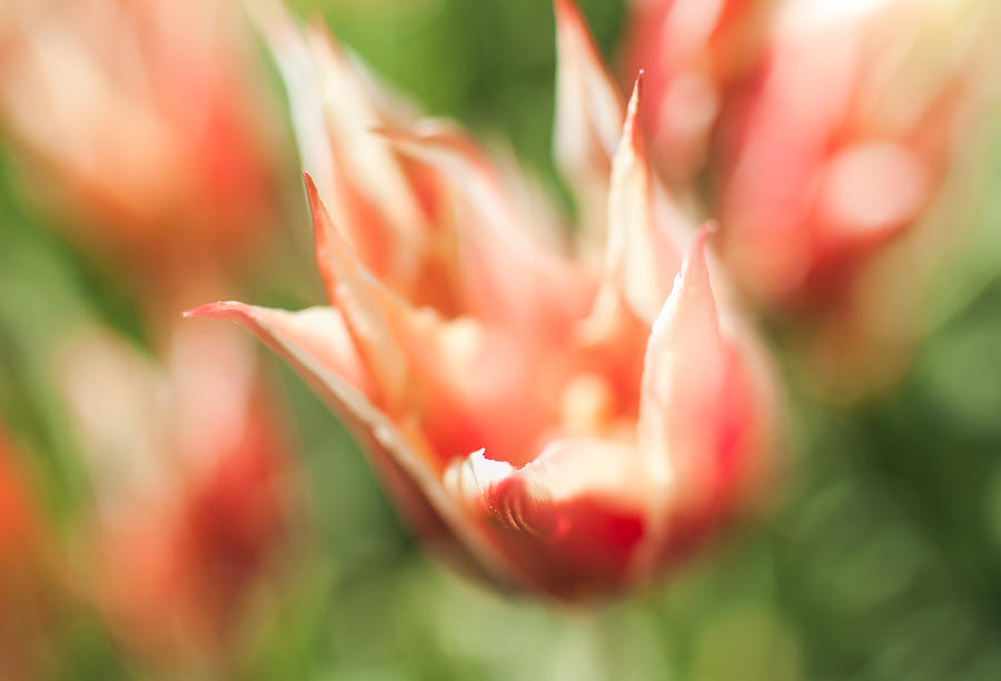Dreamy Tulip Photograph by Marcus Karlsson Sall