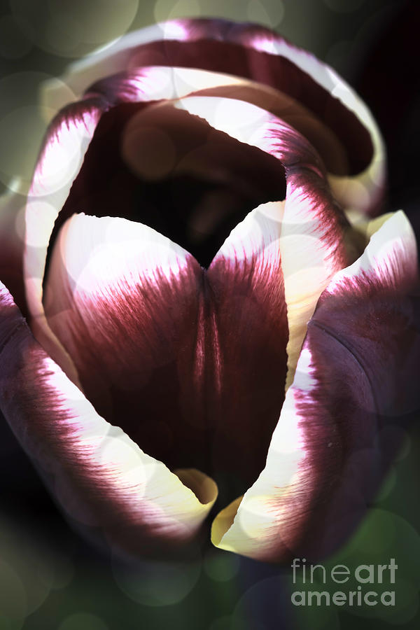 Dreamy Tulip Photograph by Steve Purnell