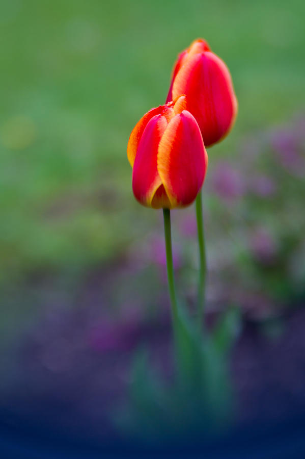 Dreamy Tulips Photograph by Edward Myers