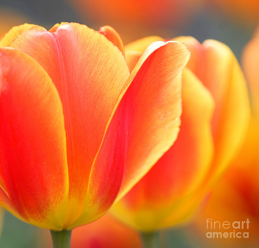 Dreamy Tulips Photograph by Elvira Butler