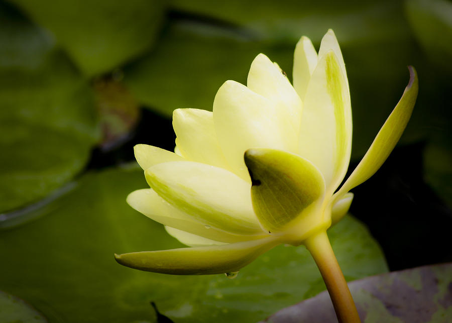 Dreamy Water Lilly Photograph by Teresa Mucha