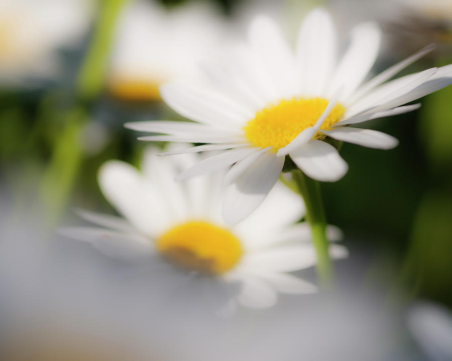 Dreamy white daisies under natural lighting Photograph by Vishwanath Bhat