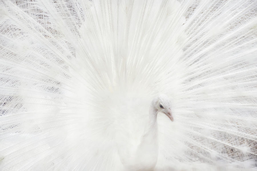 Dreamy White Peacock Photograph by Peggy Collins