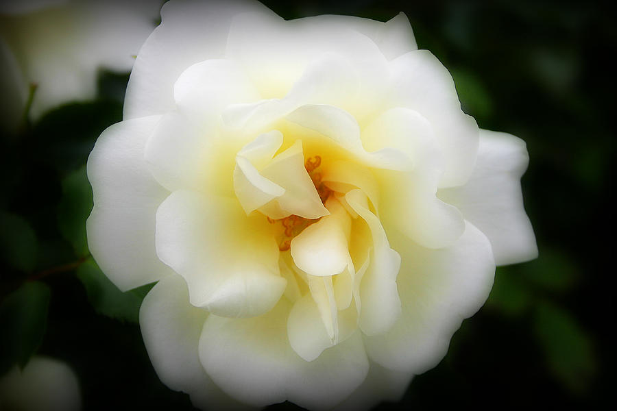 Dreamy White Rose Photograph by Patricia Montgomery