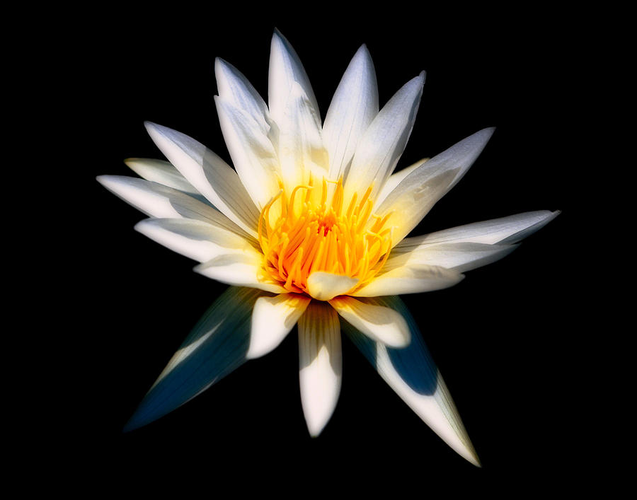 Dreamy White Water Lily Photograph by George Oze - Fine Art America