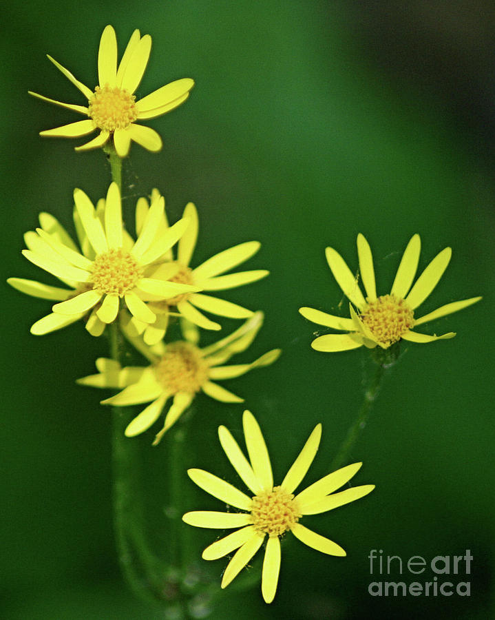 Dreamy Yellow Wildflowers Photograph by Smilin Eyes Treasures