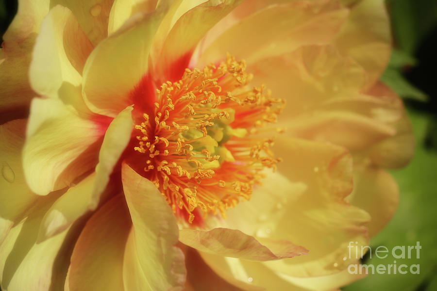Peach Photograph - Drenched in Sunshine by Rachel Cohen