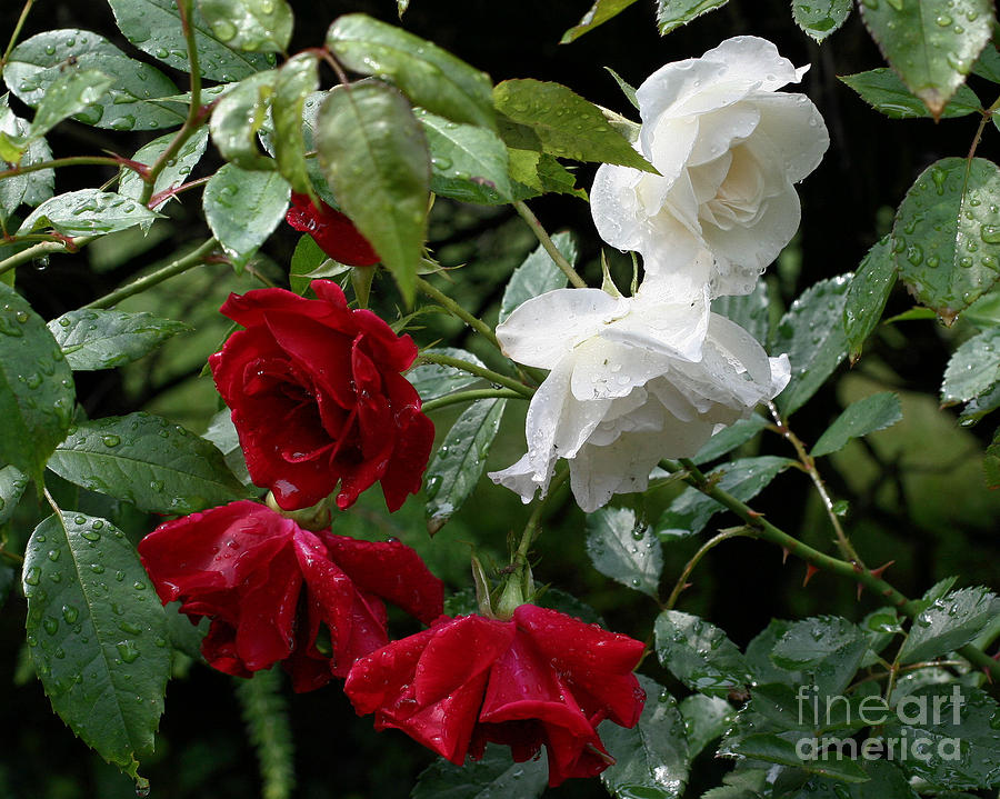 Drenched Roses Photograph by Smilin Eyes Treasures