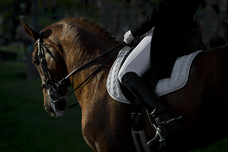 Dressage Photograph by Wes and Dotty Weber