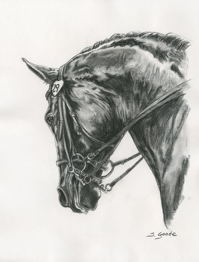dressage horse head drawing