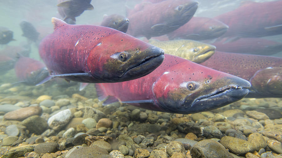 Dressed for Spawning Season Photograph by Tim Grams - Fine Art America