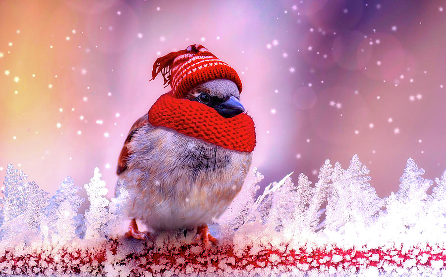 Dressed For Winter Photograph by Mountain Dreams