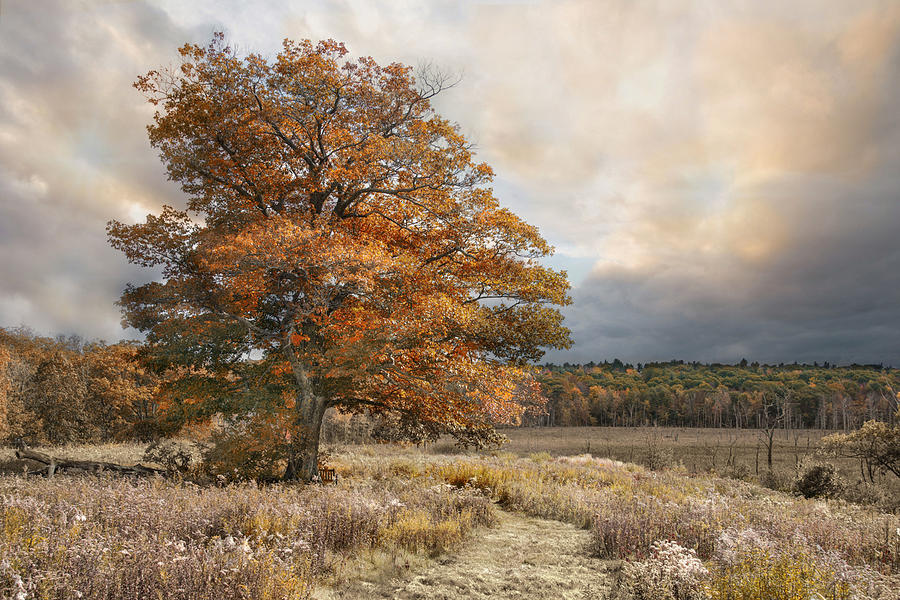 Tree Photograph - Dressed In Autumn by Robin-Lee Vieira
