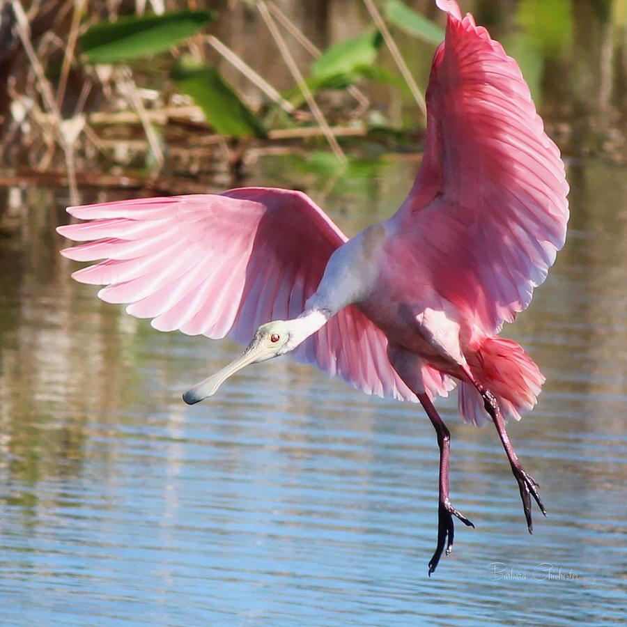 Dressed In Pink Photograph by Barbara Chichester