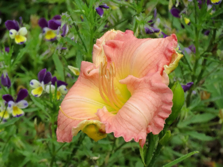Dressed in Pink - Daylily Photograph by MTBobbins Photography