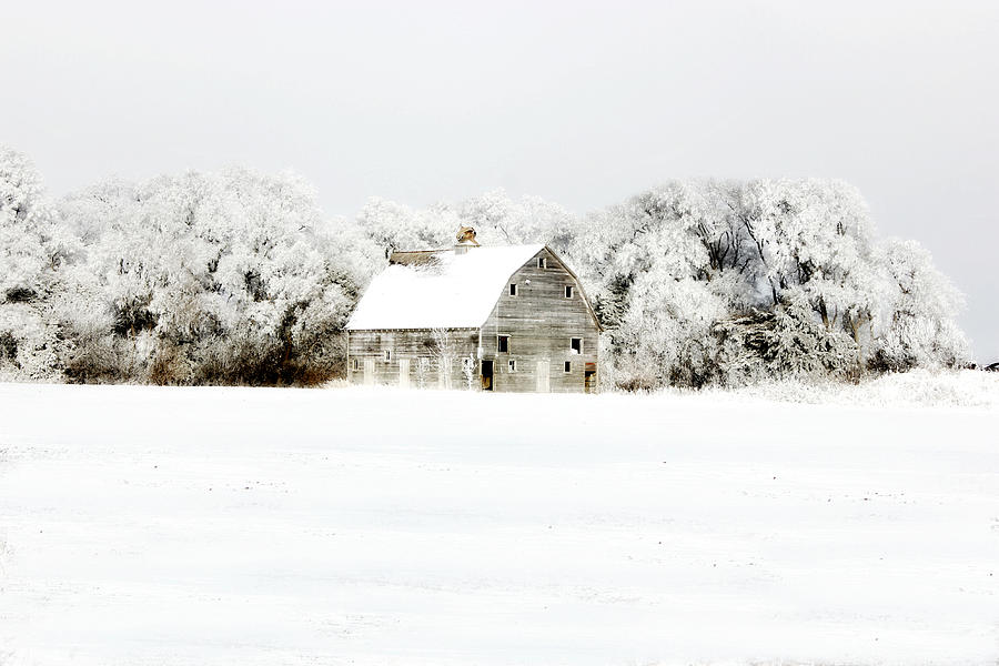 Dressed in White Photograph by Julie Hamilton