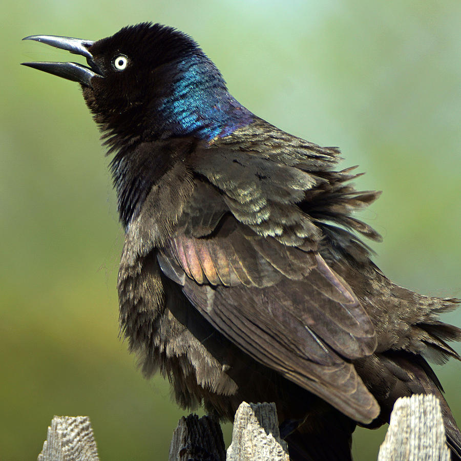 Dressed To Impress - Common Grackle Photograph by David G Paul